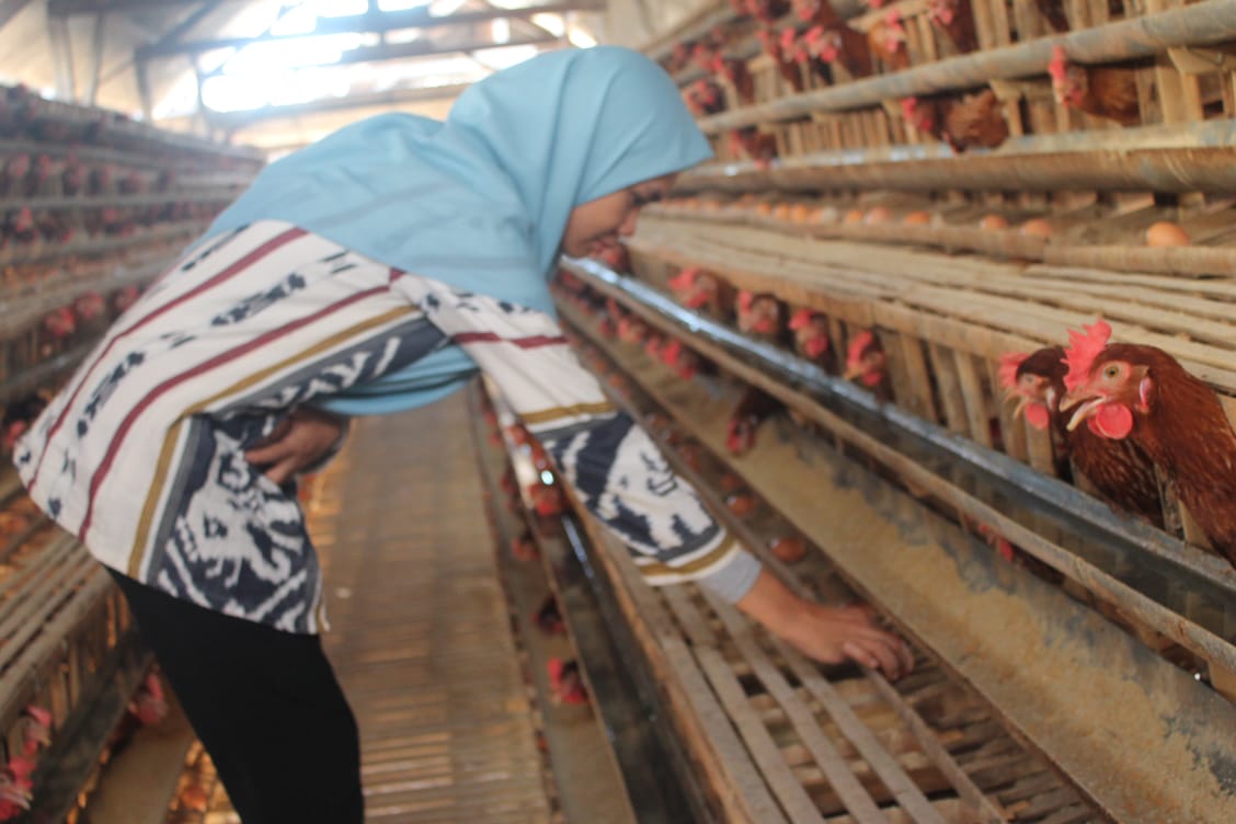 Pengmas Kesmas UM Sambangi Peternak Ayam Petelor di Bangoan